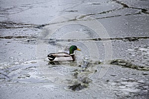 Male mallard duck playing, floating and squawking on winter ice frozen city park pond