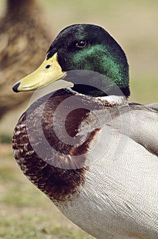 Male mallard Duck Portrait