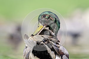 Male Mallard Duck Preening