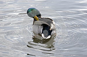 Male Mallard Duck Preening Himself in a Pond