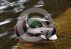 Male mallard duck preening his feathers in pond