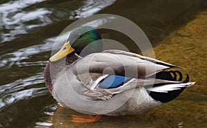 Male mallard duck preening his feathers in pond