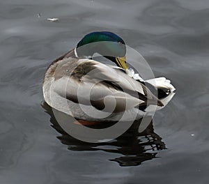 Male mallard duck prinking