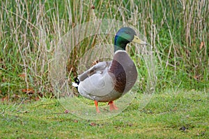 Male mallard duck on river bank