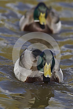 Male Mallard Duck at Slimbridge in the UK