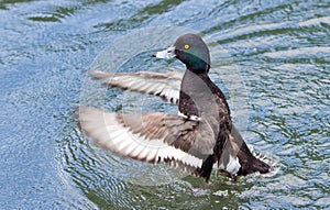 Male Mallard Duck splashing in the water with waterdroplets and motion blur on wings