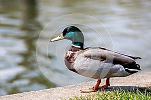 A male mallard duck standing at the edge of water, with a shallow depth of field