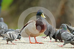 Male mallard duck standing proud amongst pigeons