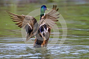 Male Mallard duck stretching wings in lake in Bad Pyrmont