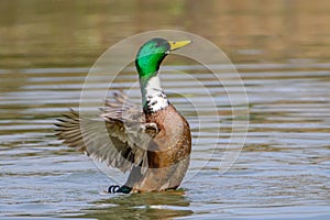 Male Mallard duck stretching wings in lake in Bad Pyrmont