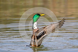 Male Mallard duck stretching wings in lake in Bad Pyrmont