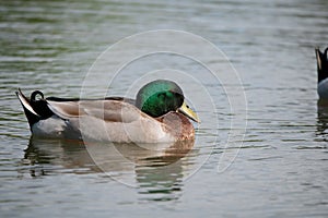 Male Mallard duck swimming across the calm water of a pond
