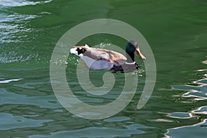 Male Mallard Duck swimming in Alamitos Bay in Long Beach California