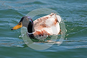 Male Mallard Duck swimming in Alamitos Bay in Long Beach California