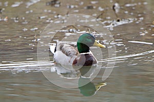 Male Mallard duck swimming creating ripples in shallow water