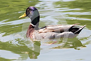 Male mallard duck swimming on lake