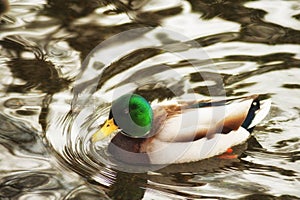 Male Mallard Duck swimming in a pond