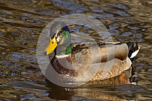 Male Mallard Duck swimming in pond