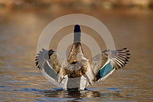 Mallard Duck Fall Wing Flap