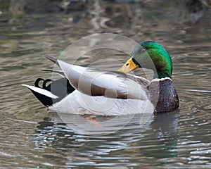 Male Mallard Duck swimming and preening