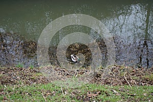 A male mallard duck swims along the banks of the Wuhle River in February. The mallard is a dabbling duck. Berlin, Germany