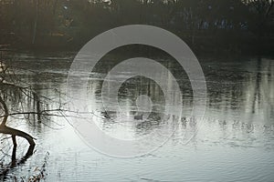 A male mallard duck swims on the waters of Lake Wuhlesee in the rays of the setting sun in January. Berlin, Germany