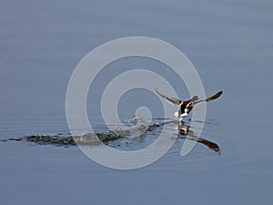 Male mallard duck takes off from the water, wide open wings