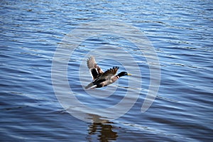 Male mallard duck taking flight over blue water