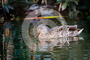 Male Mallard Duck wading in a pond
