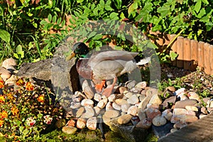 Male mallard duck walking around edge of garden pond.