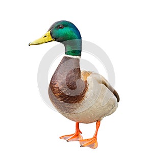 Male mallard duck on white background with work paths