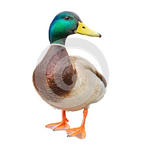 Male mallard duck on white background with work paths