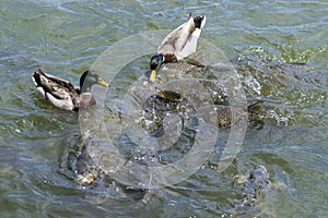 Male Mallard Ducks competing with Carp fish for food