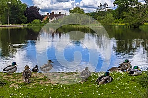 Male Mallard ducks contemplate a swim on a lake in Warwickshire, UK