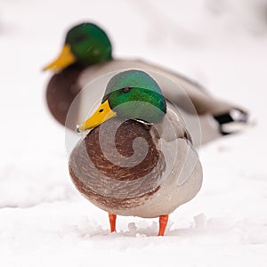 Male Mallard Ducks in the snow photo