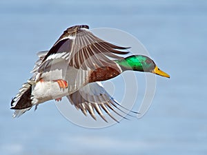 Male Mallard in flight wings spread