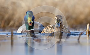 Male mallard follows female duck as they swim together on water surface of small lake