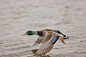 A male Mallard on icy river tacking off