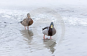 Male mallard in meltwater against the background of a female on the ice in early spring on a natural background