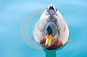 Male mallard in the plumage is swimming in Lake Garda in Italy. A closeup against a turquoise background