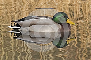 A male mallard in the reflections of the reeds Southampton Common