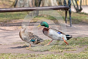 Male mallard running to the female for mating