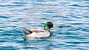 Male Mallard