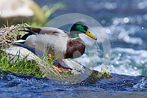 Male mallard in spring