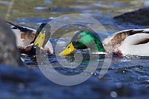 Male mallard in spring