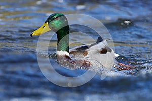 Male mallard in spring