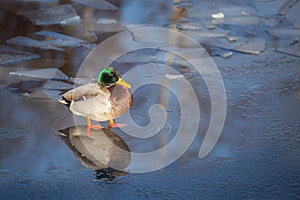 Male mallard standing on thin ice with his feet in the water