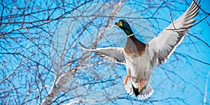 Male Mallard Stretching is Wing for the Pleasure of the Eyes