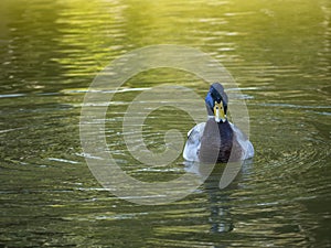 Male mallard swimming in a pond