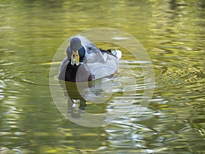 Male mallard swimming in a pond
